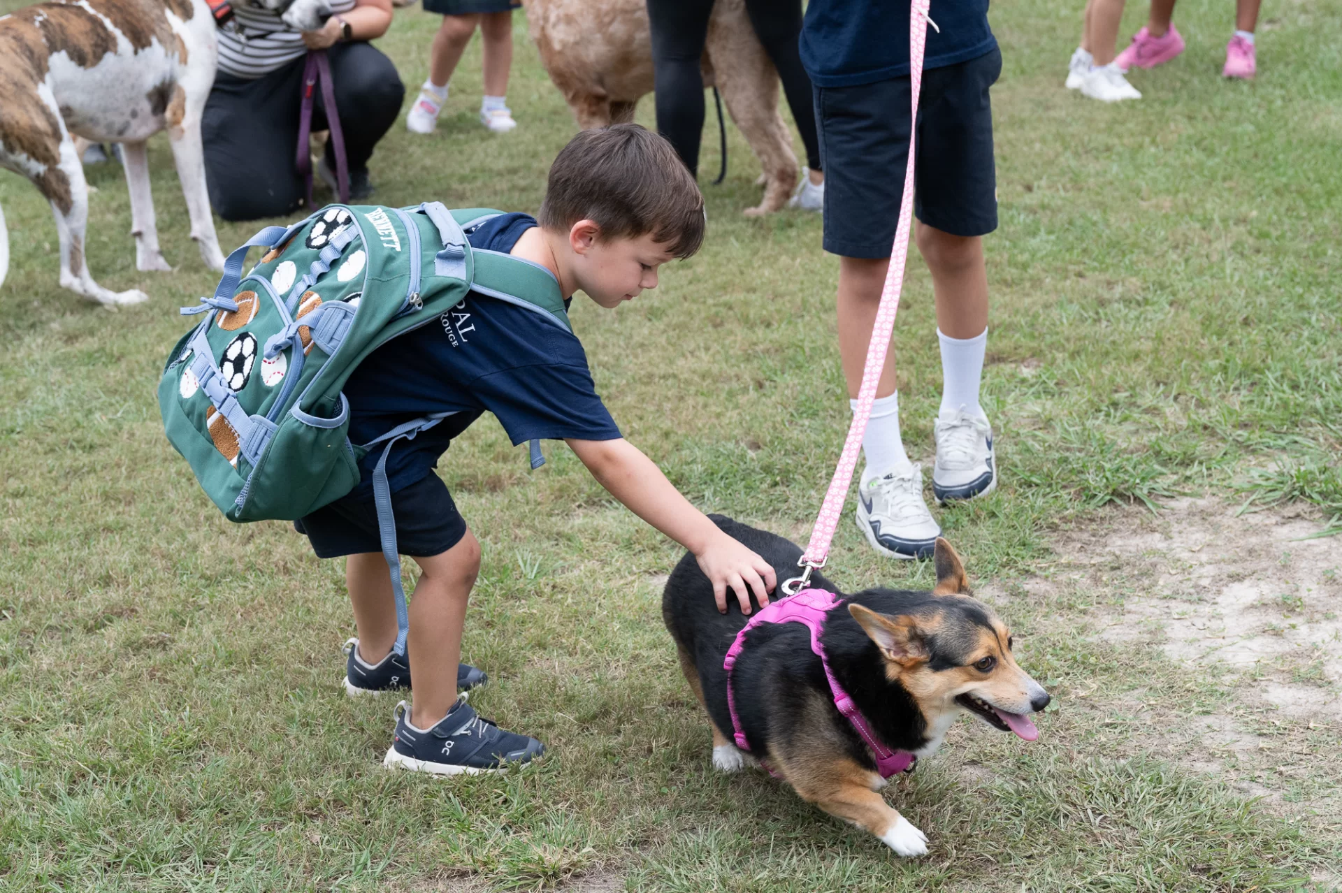 Blessing Of The Animals 82728.webp